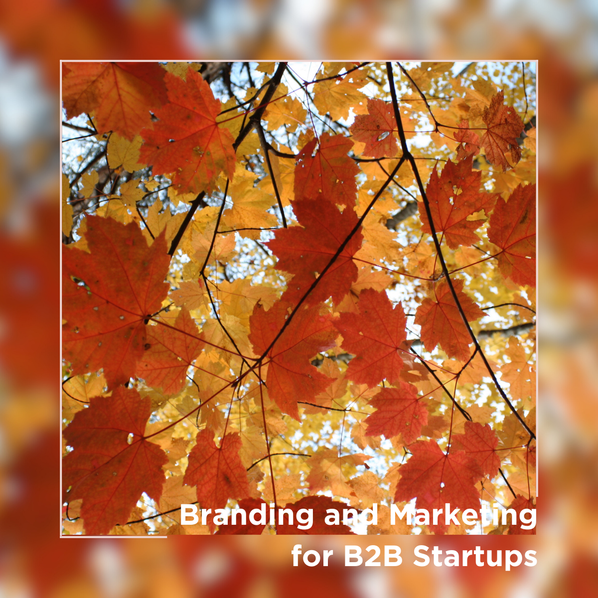 Branding and Marketing for B2B Startups